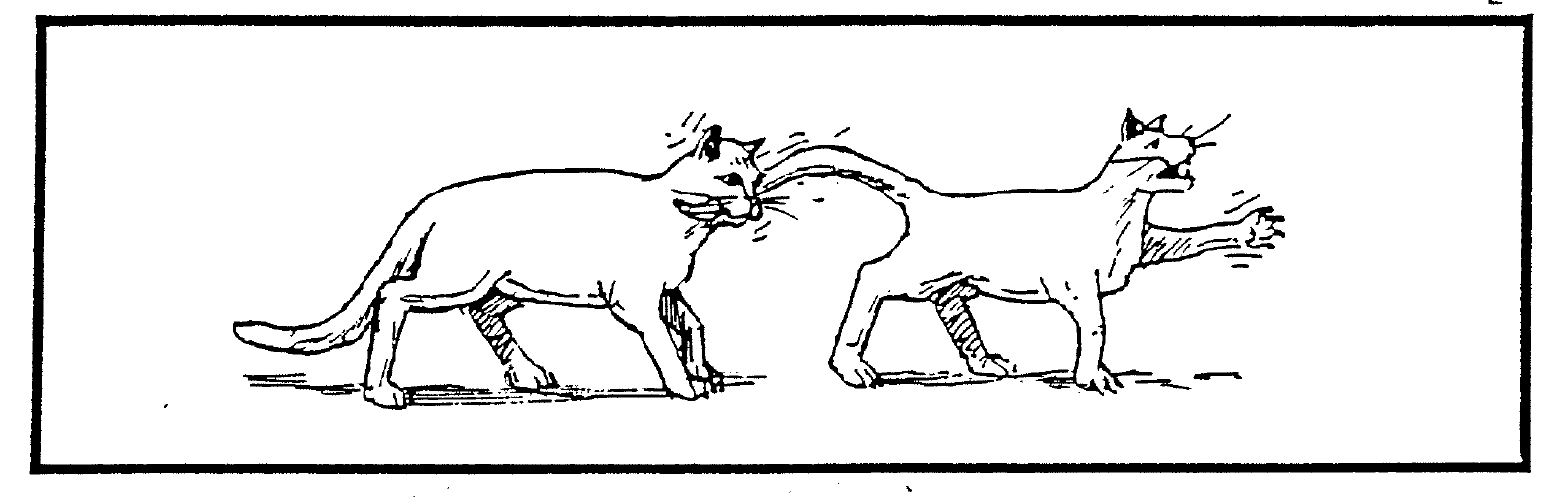 Pies jest gryziony prez kota.