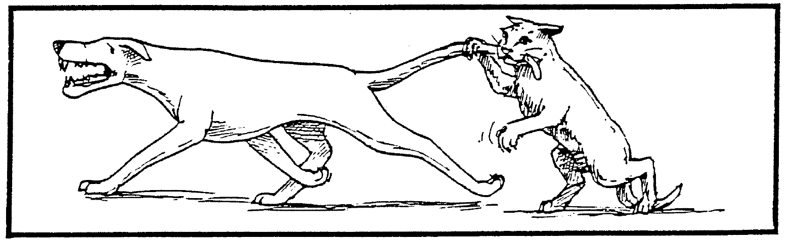 Pies jest gryziony prez kota.