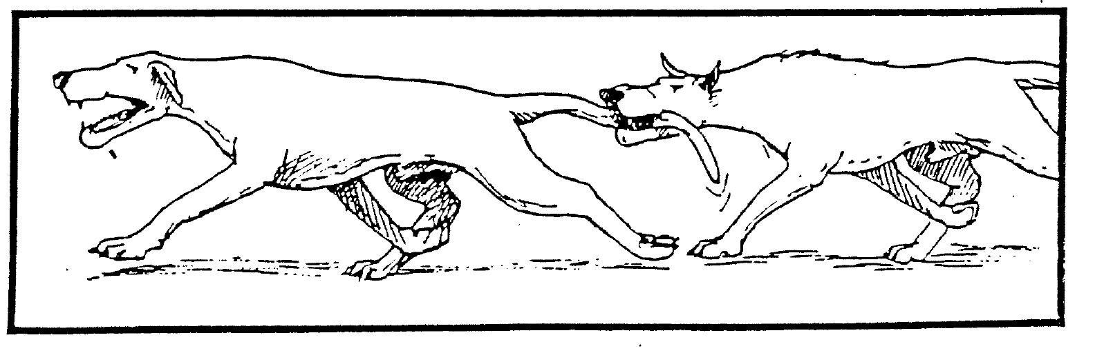 Pies jest gryziony prez kota.